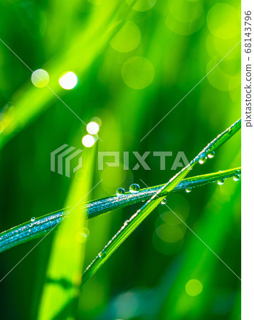 Morning dew of rice field Morning dew of rice field 68143796