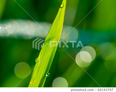 Morning dew of rice field Morning dew of rice field 68143797
