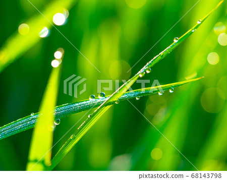 Morning dew of rice field Morning dew of rice field 68143798