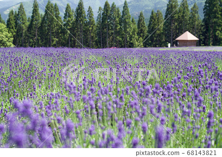 薰衣草花園秋田縣美里町 68143821