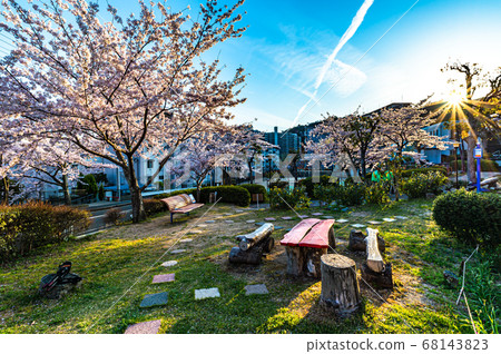 夕陽公園和盛開的櫻花,寶塚中山五月台 夕陽公園和盛開的櫻花,寶塚中山五月台 68143823