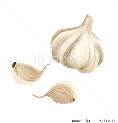 Watercolor-touched garlic whole and one piece Watercolor-touched garlic whole and one piece 68144012