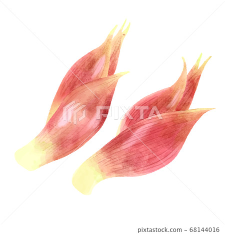 Two mioga with watercolor touch Two mioga with watercolor touch 68144016