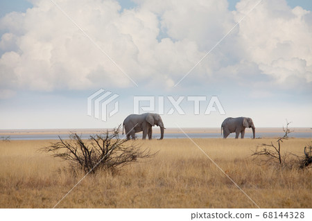 Elephant 68144328
