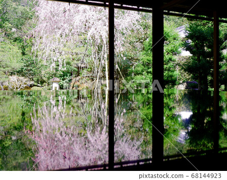 大津市坂本市垂枝櫻花 68144923