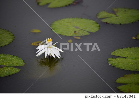 Lotus 68145041