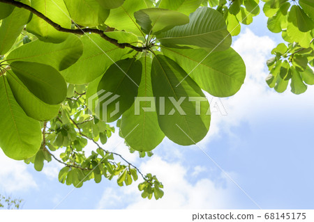 Cypress leaves and blue sky 68145175