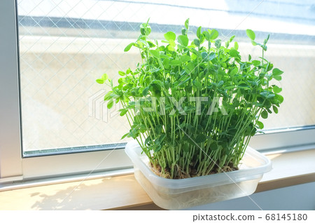 Bean seedlings grown by the window Bean seedlings grown by the window 68145180