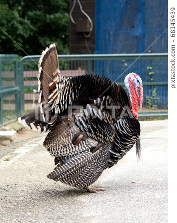 Turkey Turkey 68145439