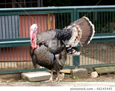 Turkey Turkey 68145445