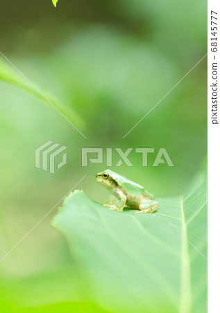 在綠色的葉子上的綠樹蛙 68145777