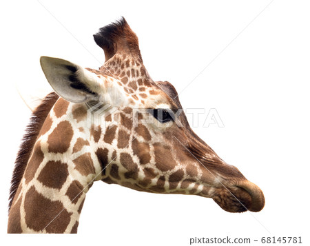Giraffe  68145781