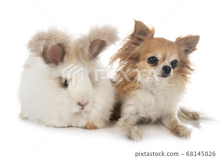 English Angora rabbit and chihuahua English Angora rabbit and chihuahua 68145826