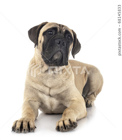 young bullmastiff in studio young bullmastiff in studio 68145833