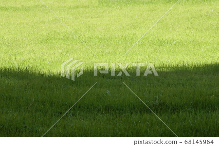 Grassy green golf course. 68145964