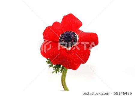 Red anemones with white background 68146459