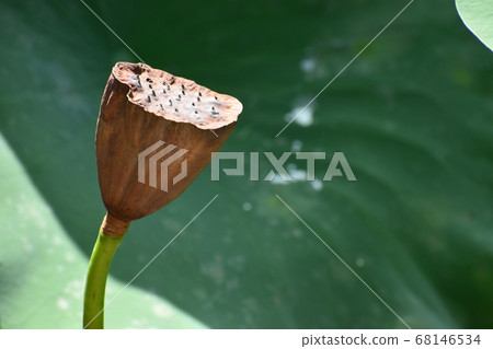 Kyoto Prefectural Botanic Garden 68146534