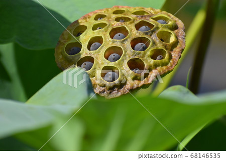 京都府植物園 京都府植物園 68146535