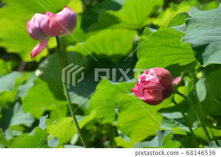 京都府植物園 68146536
