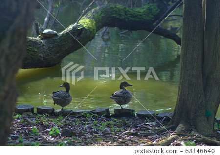Two ducks in the green trees Two ducks in the green trees 68146640