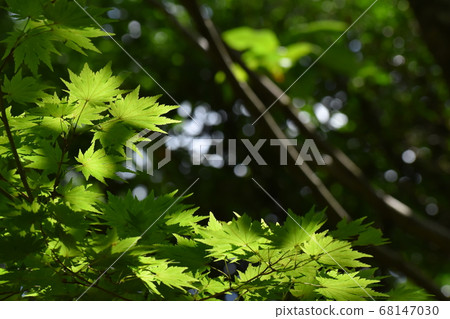 京都府植物園 京都府植物園 68147030