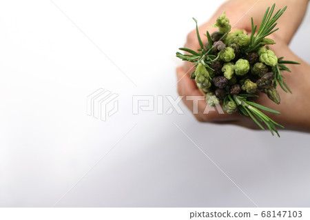 在白色背景上的新鮮蘆筍 68147103