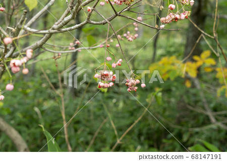 上高地麻由美的秋天 68147191