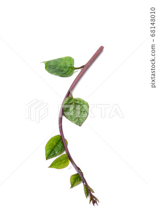 木耳菜 木耳菜 68148010