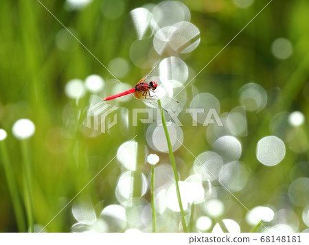 Nannophya矮 68148181