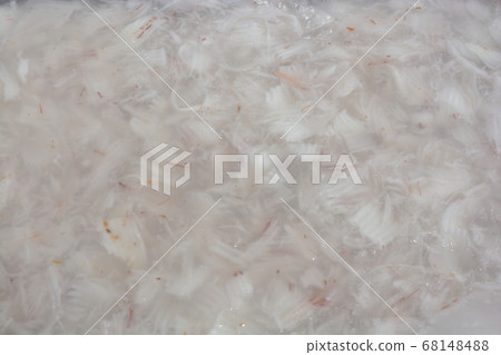 Coconut Milk Jelly with Young Coconut Coconut Milk Jelly with Young Coconut 68148488
