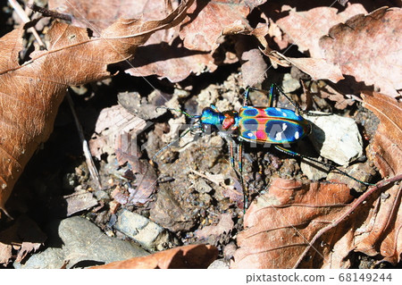 Nami Hanumo 68149244