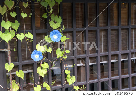 Hida Takayama morning glory Hida Takayama morning glory 68149579