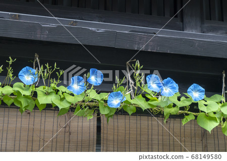 Hida Takayama morning glory Hida Takayama morning glory 68149580