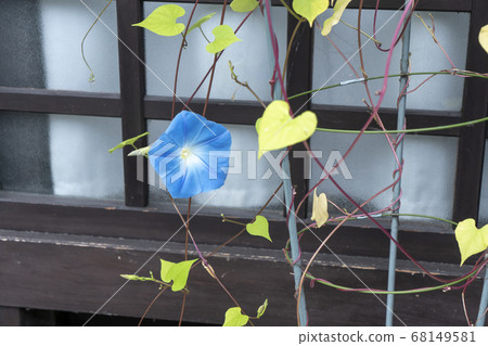 Hida Takayama morning glory Hida Takayama morning glory 68149581