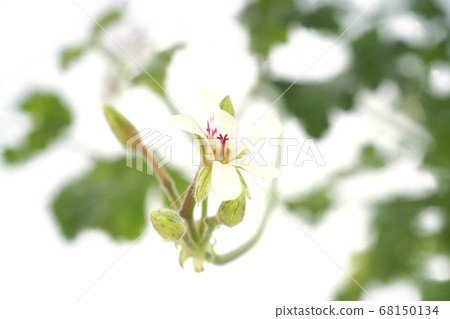 Nutmeg geranium Nutmeg geranium 68150134