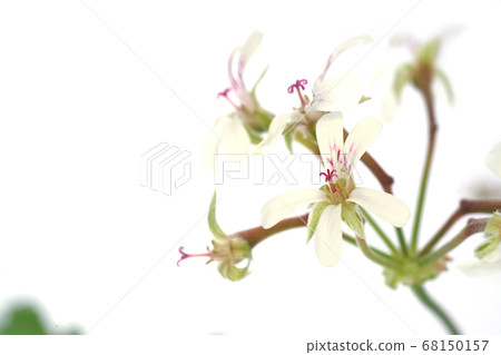 Nutmeg geranium Nutmeg geranium 68150157