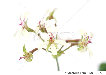 Nutmeg geranium Nutmeg geranium 68150159