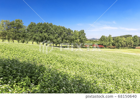 高昌市八原農場蕎麥花 高昌市八原農場蕎麥花 68150640