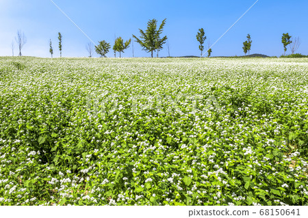 Gochang Hakwon Farm Buckwheat Flowers 68150641