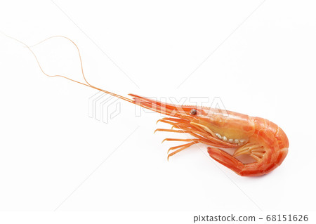 北海志摩蝦[回飛，影子壹岐] 68151626