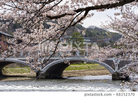 春天櫻花的金澤和淺野川大橋 68152370
