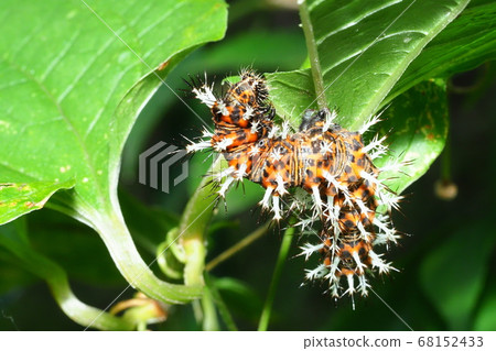 Luritatheha幼蟲 68152433