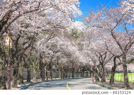 Cherry Blossoms at Daereungwon Cherry Blossoms at Daereungwon 68153124