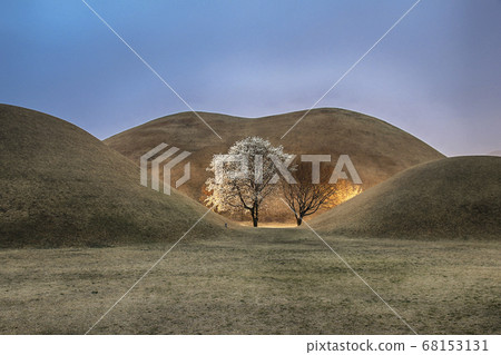 Magnolia of Gyeongju Daereungwon 68153131