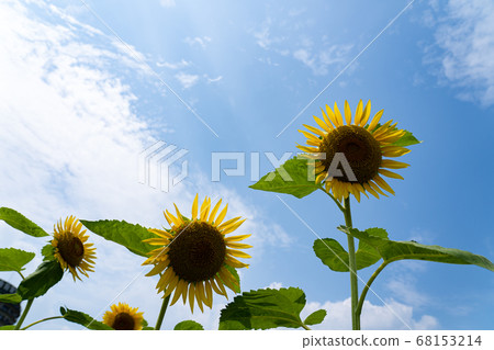 Midsummer sunflower and midsummer sky copy space Midsummer sunflower and midsummer sky copy space 68153214