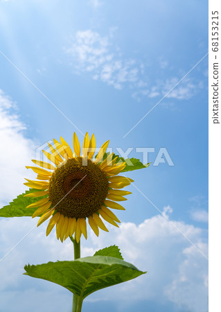 Midsummer sunflower and midsummer sky copy space 68153215