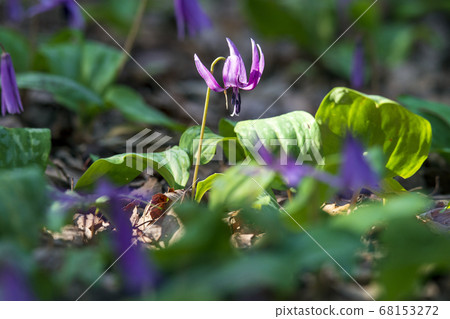 Spring satoyama landscape where the flowers of katakuri bloom 68153272