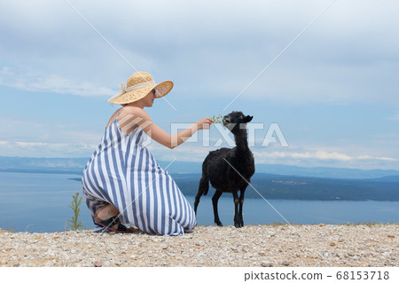 Young attractive female traveler wearing striped summer dress and straw hat squatting, feeding and petting black sheep while traveling Adriatic coast of Croatia Young attractive female traveler wearing striped summer dress and straw hat squatting, feeding and petting black sheep while traveling Adriatic coast of Croatia 68153718