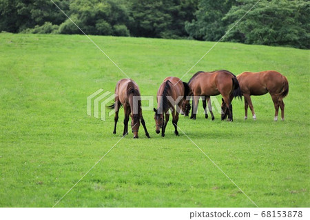 馬純種馬 68153878