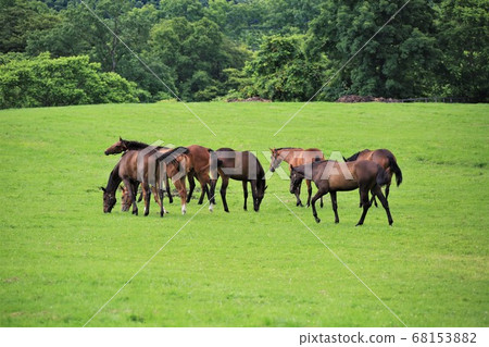 Horse thoroughbred Horse thoroughbred 68153882